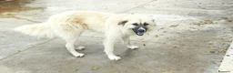 Meticcio cani in regalo: Burka adorabile pastorina - Annuncio 8