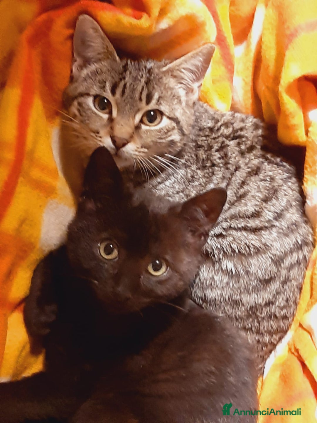 Europeo gatti in regalo: MYO e AMY DUE AMORI DI GATTINI - Annuncio 1