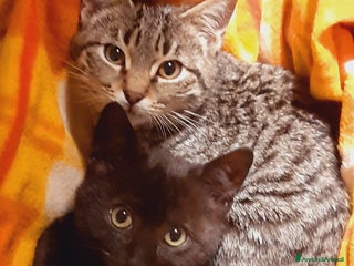 Europeo gatti MYO e AMY DUE AMORI DI GATTINI - Annuncio 3