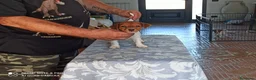 Jack Russell cani in vendita: Cucciolata jack Russell terrier con pedigree  - Annuncio 3