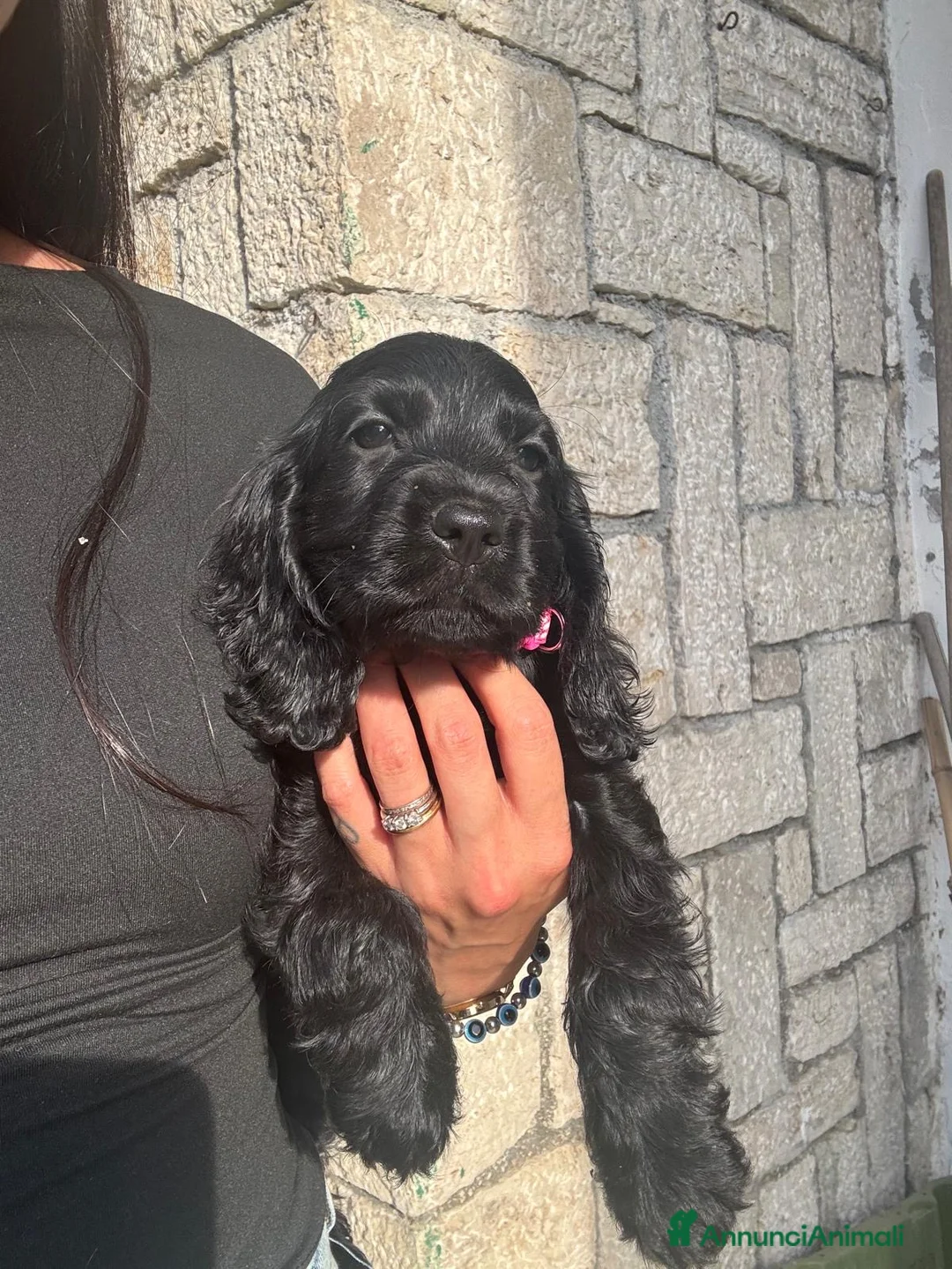 Cocker cani in vendita: Cuccioli di cocker nero - Annuncio 2