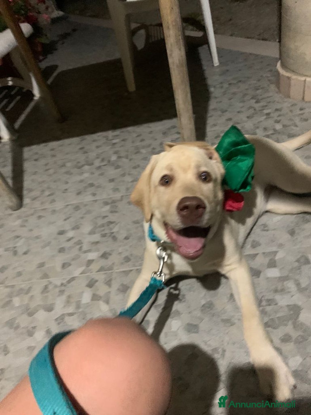 Labrador cani per accoppiamento: Seven cerca fidanzata.🐾🩵 - Annuncio 22