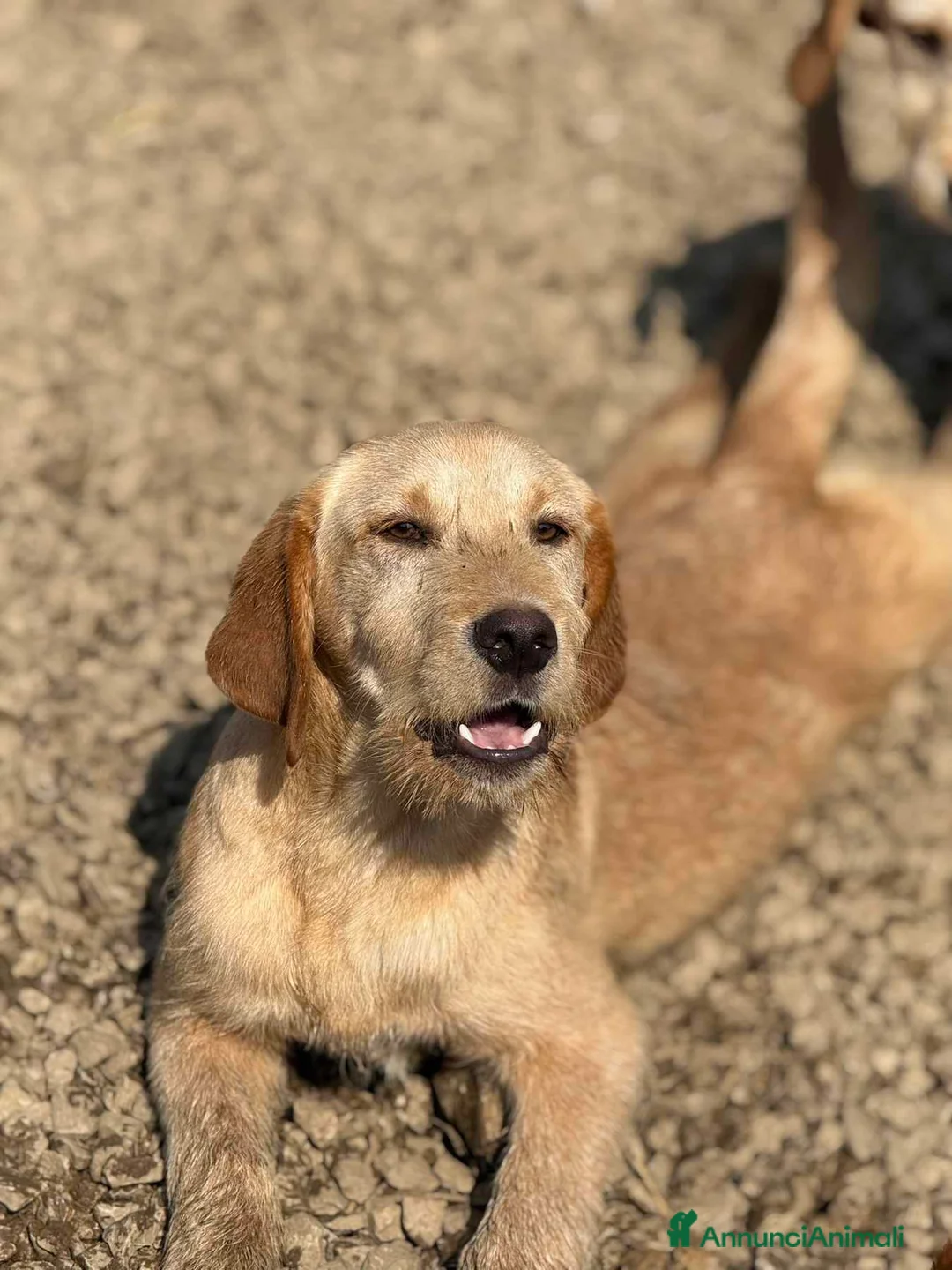 Labrador cani in regalo: 3 CUCCIOLI MIX LABRADOR affettuosissimi!! - Annuncio 2