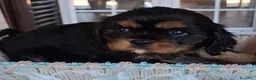 Cavalier King cani in vendita: Cavalier king black and tan pedigree  - Annuncio 4