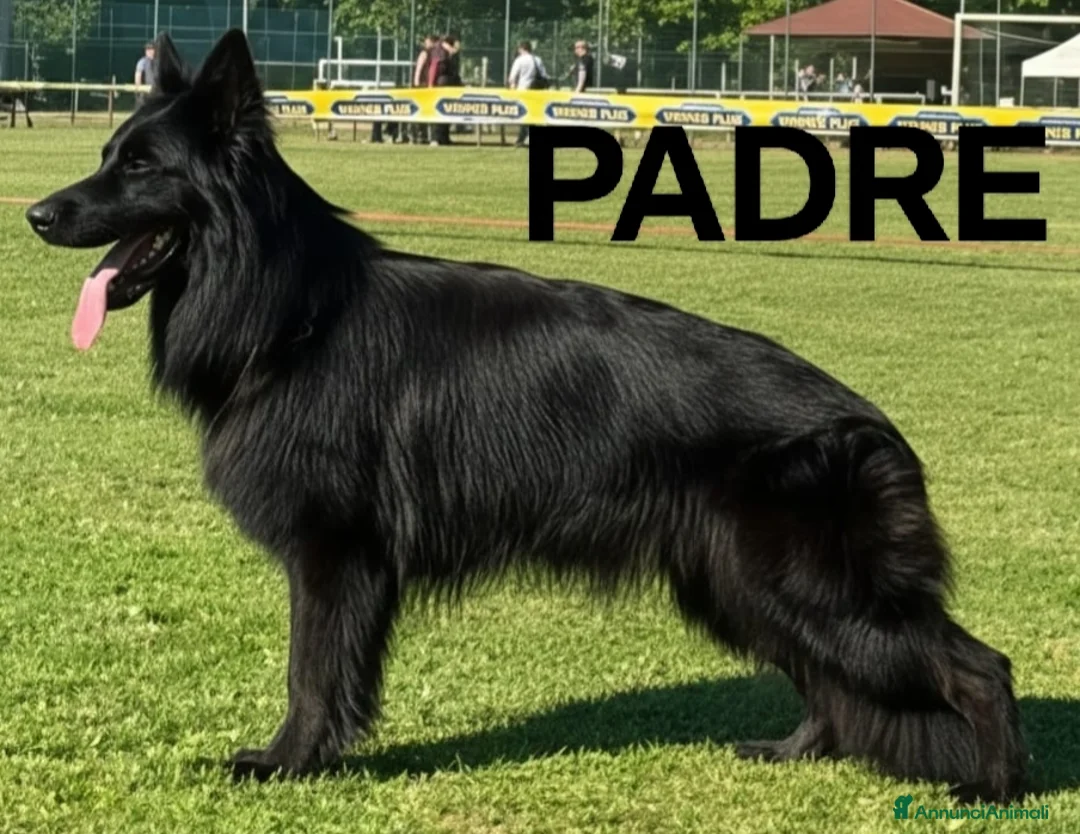 Pastore Tedesco cani in vendita: Cuccioli Pastore Tedesco Pelo Lungo  - Annuncio 8