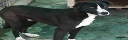 Meticcio cani in regalo: Iva e Marvin a Roma - Annuncio 3