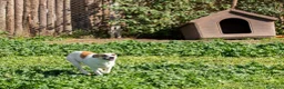 Meticcio cani in regalo: Babà, dolcissimo piccoletto cerca famiglia - Annuncio 3
