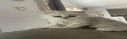 Persiano gatti in vendita: Persiano chinchillà silver shaded  - Annuncio 5
