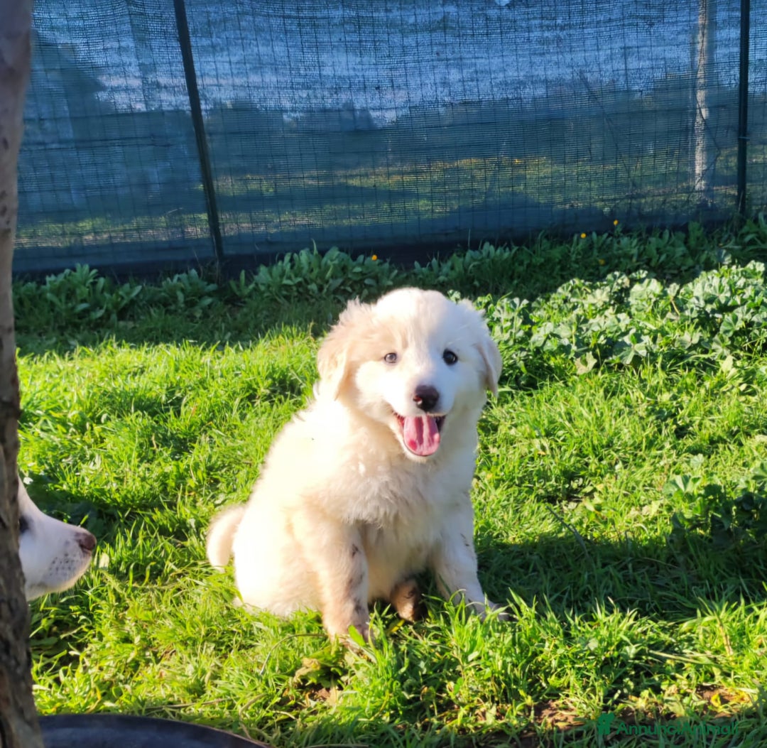 Meticcio cani in regalo: Lilla & Viola - Annuncio 5
