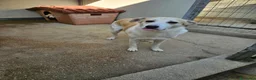 Meticcio cani in regalo: Gerry: equilibrato, docile, socievole  - Annuncio 2
