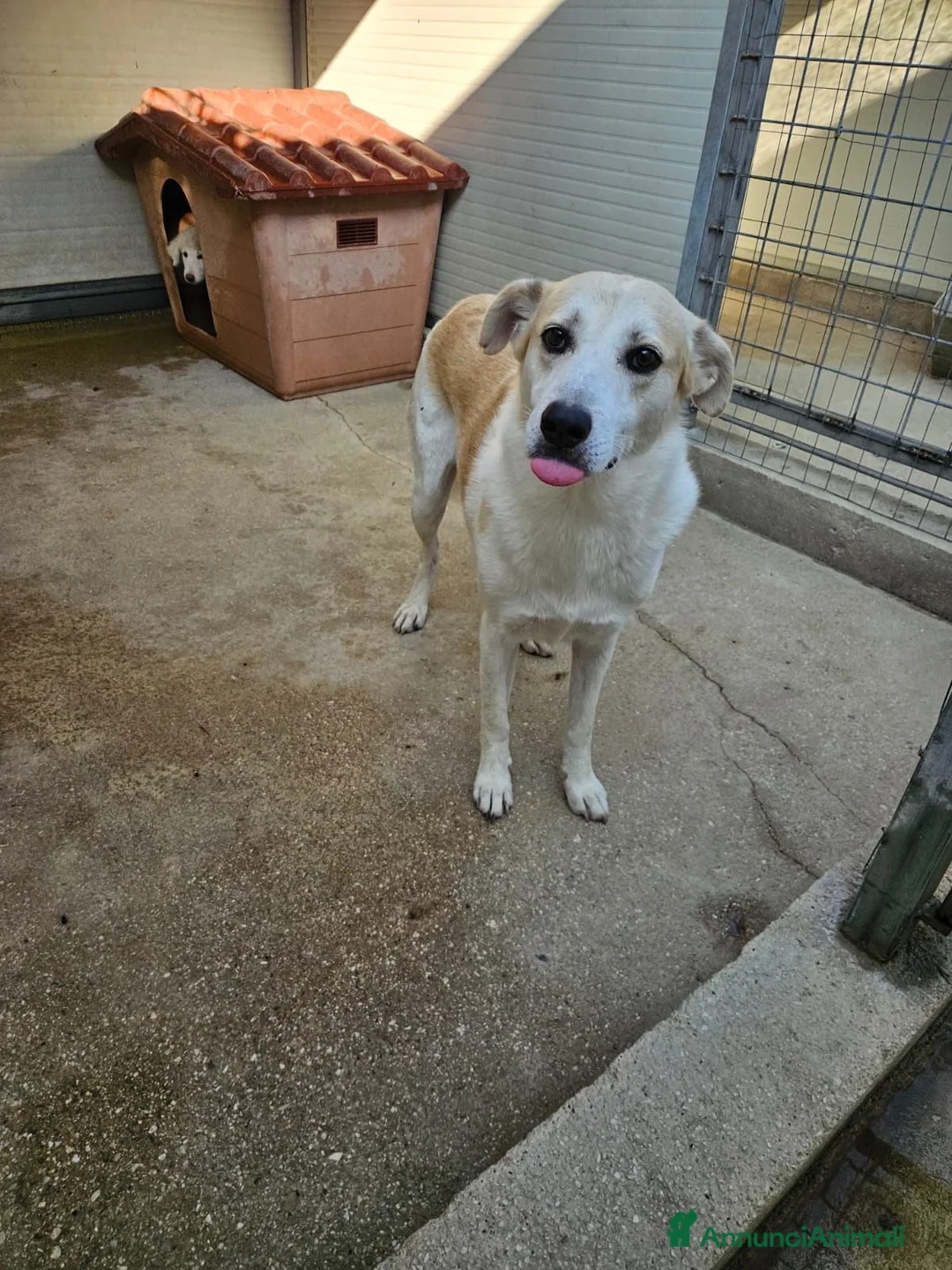Meticcio cani in regalo: Gerry: equilibrato, docile, socievole  - Annuncio 2