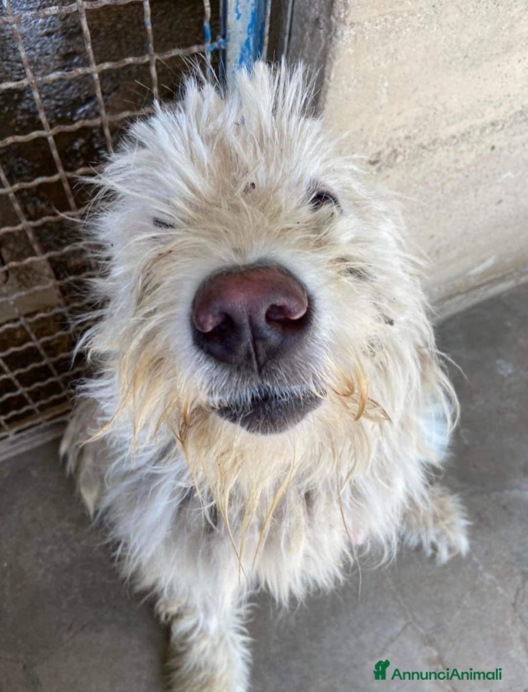 Komondor cani in regalo: ASIA, stupenda mix KOMONDOR dimenticata! - Annuncio 2
