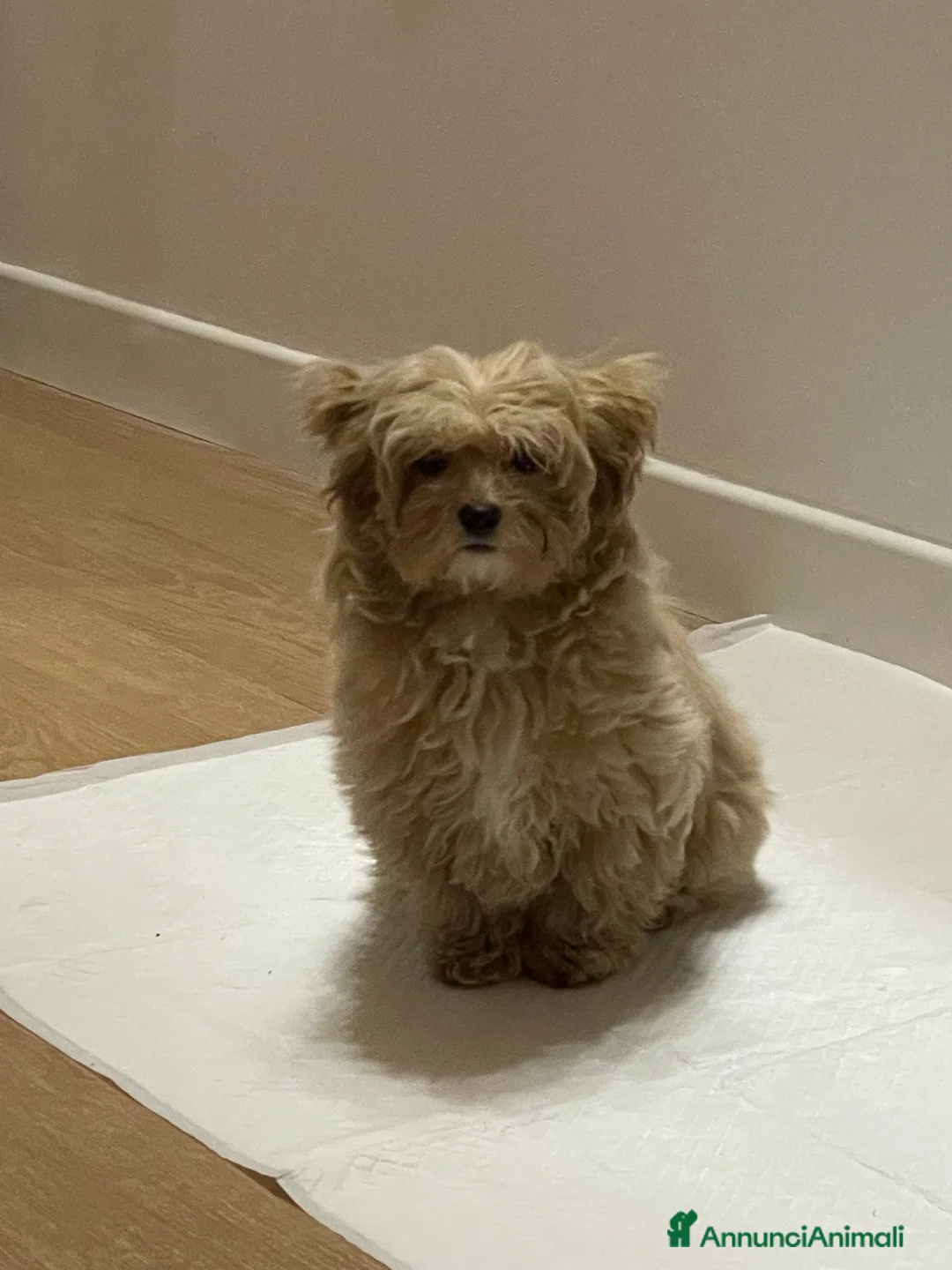 Maltipoo cani in vendita: Cucciolo di maltipoo  a Provincia dell'Aquila - Annuncio 4