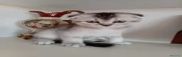 Scottish gatti in vendita: Cuccioli Scottish  - Annuncio 18
