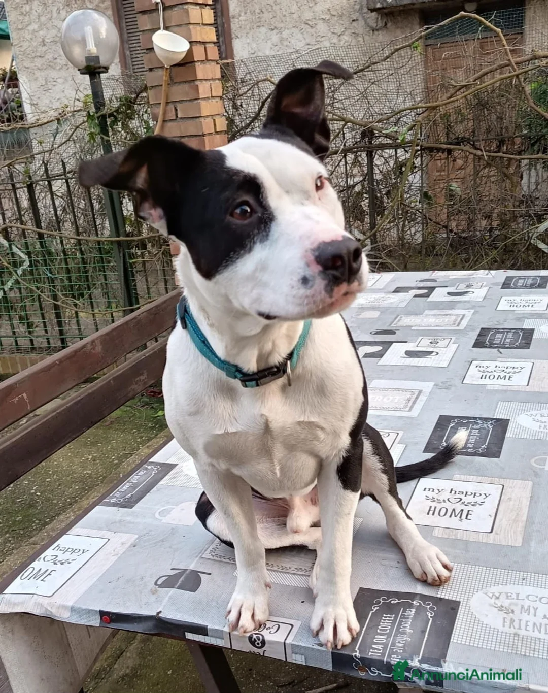 Meticcio cani in regalo: UNA MAMMA PER JACK a Città metropolitana di Milano - Annuncio 6