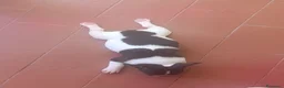 Bulldog Francese cani in vendita: Cuccioli di bulldog francese  a Città metropolitana di Palermo - Annuncio 26