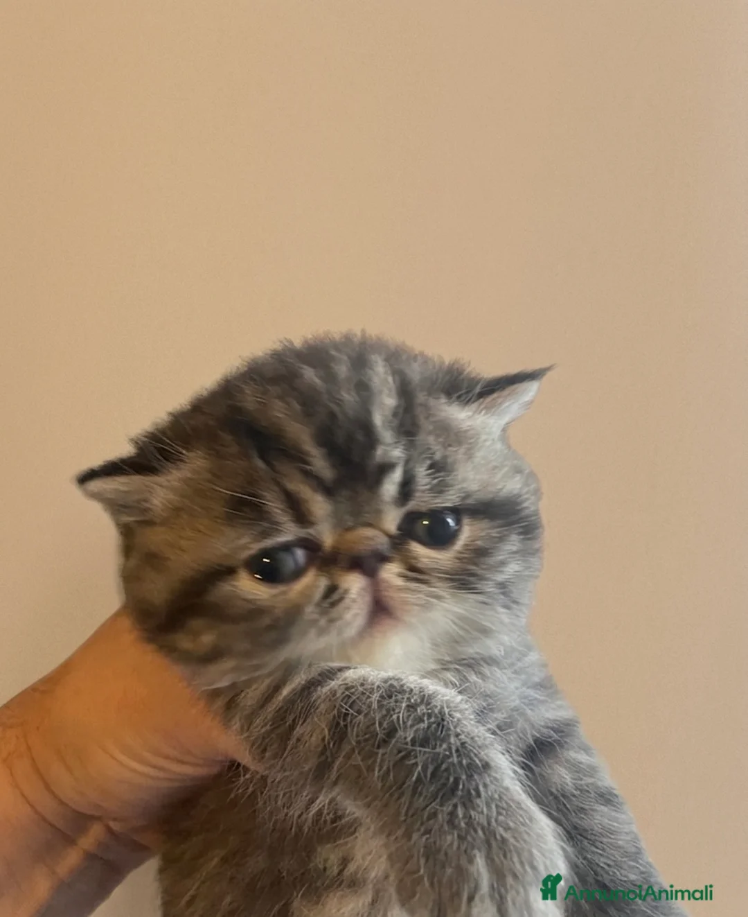 Exotic Shorthair gatti in vendita: Exotic Shortaire  - Annuncio 3