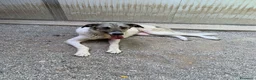 Meticcio cani in regalo: Maya: bellissima principessa taglia grande  - Annuncio 2