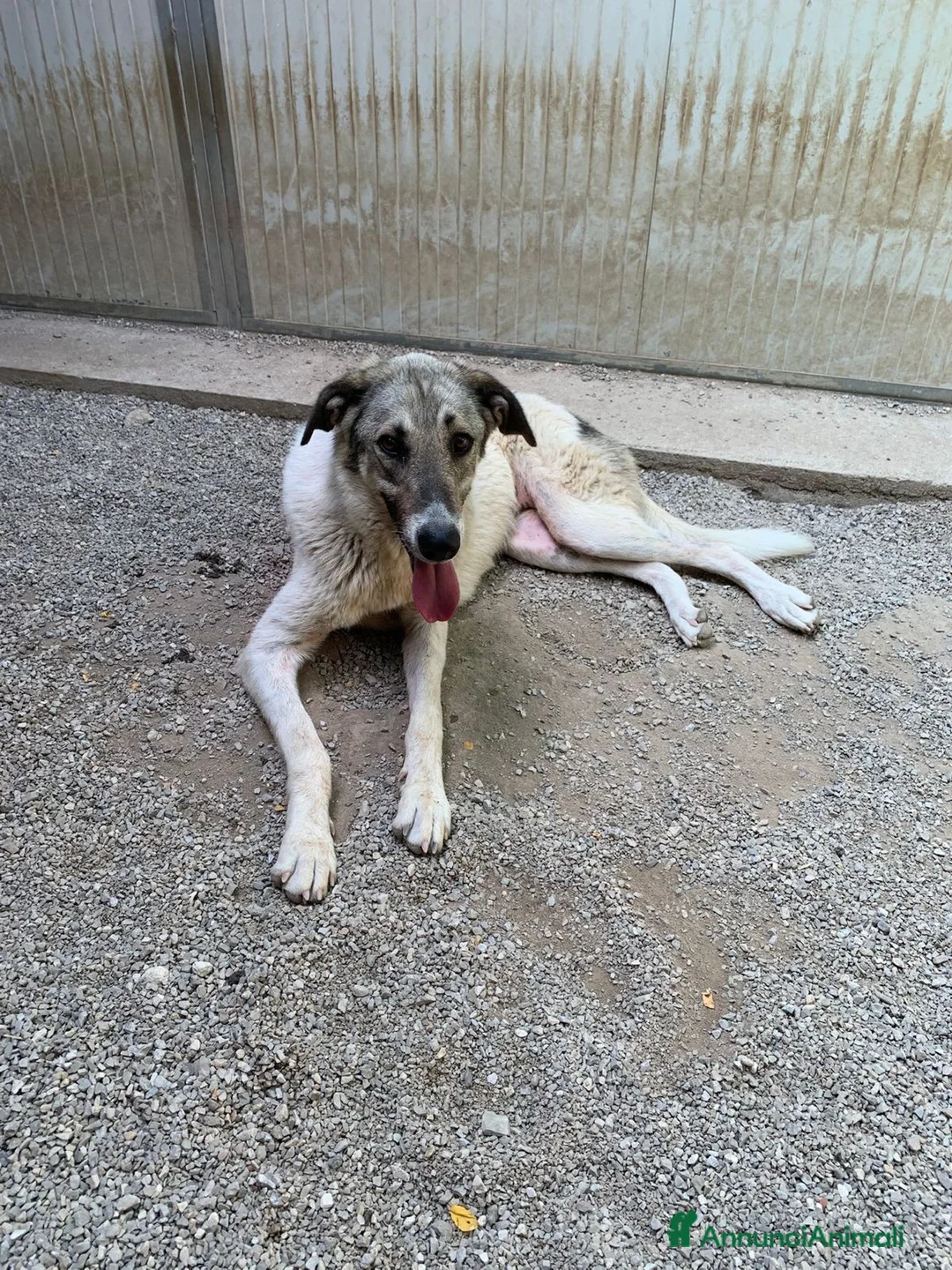 Meticcio cani in regalo: Maya: bellissima principessa taglia grande  - Annuncio 2