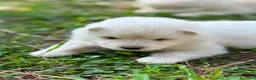 Samoiedo cani in vendita: Cuccioli di Samoiedo - Annuncio 7