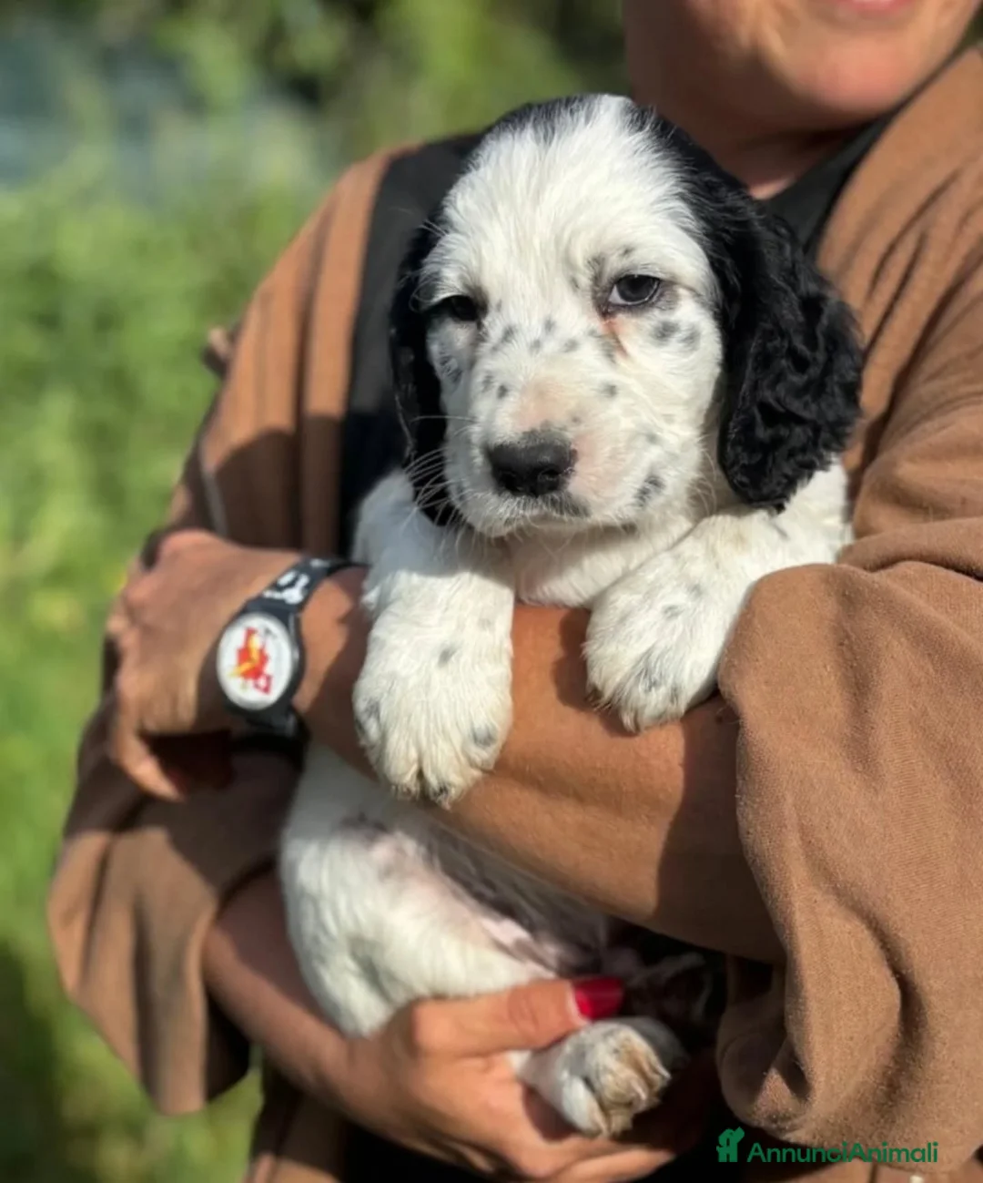 Setter Inglese cani in regalo: Snoopy cucciolo setter inglese in adozione  - Annuncio 4
