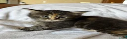 Maine Coon gatti in vendita: Tre cucciole di razza Maine coon  - Annuncio 3