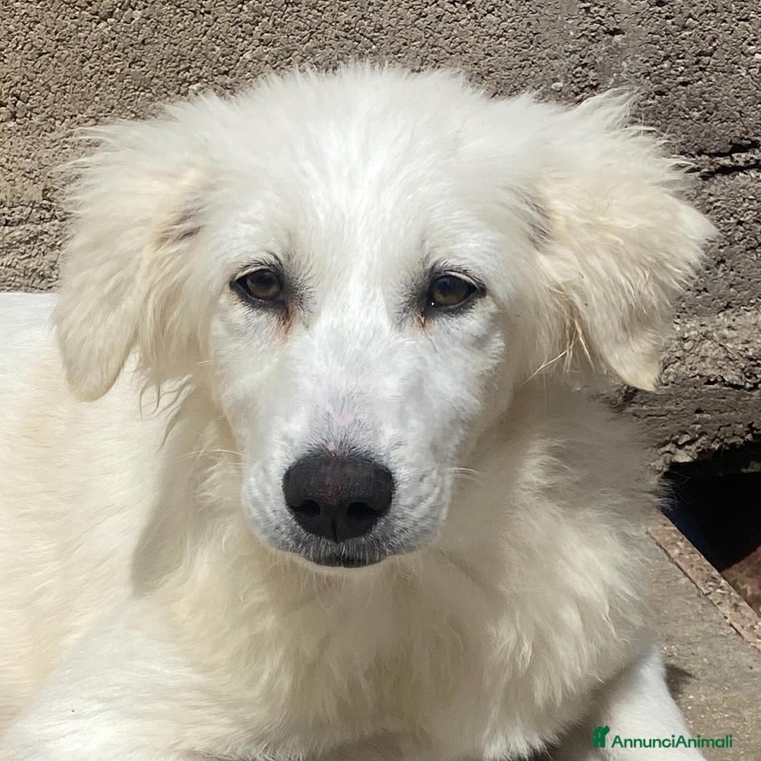 Meticcio cani in regalo: SHIRI 6 mesi - bellissima cucciolotta cerca casa a Provincia di Latina - Annuncio 3