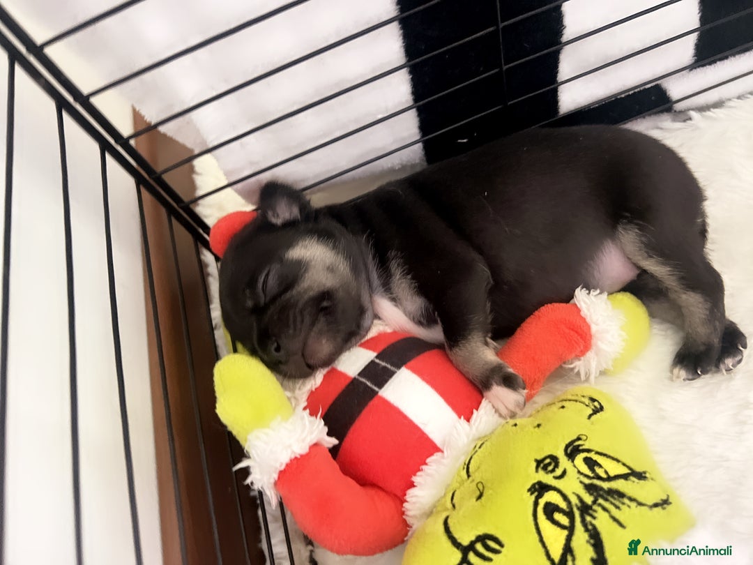 Chihuahua cani in vendita: Chihuahua  - Annuncio 6