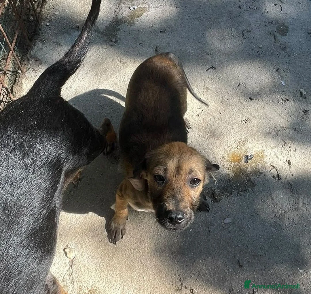 Meticcio cani in regalo: LA PICCOLA OMBRA - Annuncio 9
