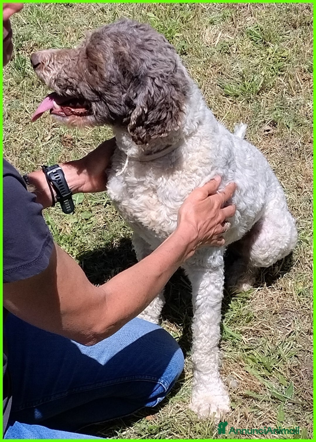 Lagotto cani in regalo: PICONE, SIMIL LAGOTTINO 2 ANNI, RECUPERATO LEGATO  a Città metropolitana di Milano - Annuncio 8