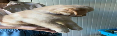 Golden Retriever Arancione