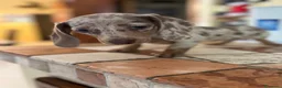 Bassotto cani in vendita: Cucciola di Bassotto - Annuncio 4