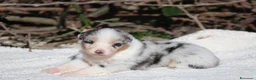 Australian Shepherd cani in vendita: Cuccioli di Pastore Australiano  - Annuncio 11