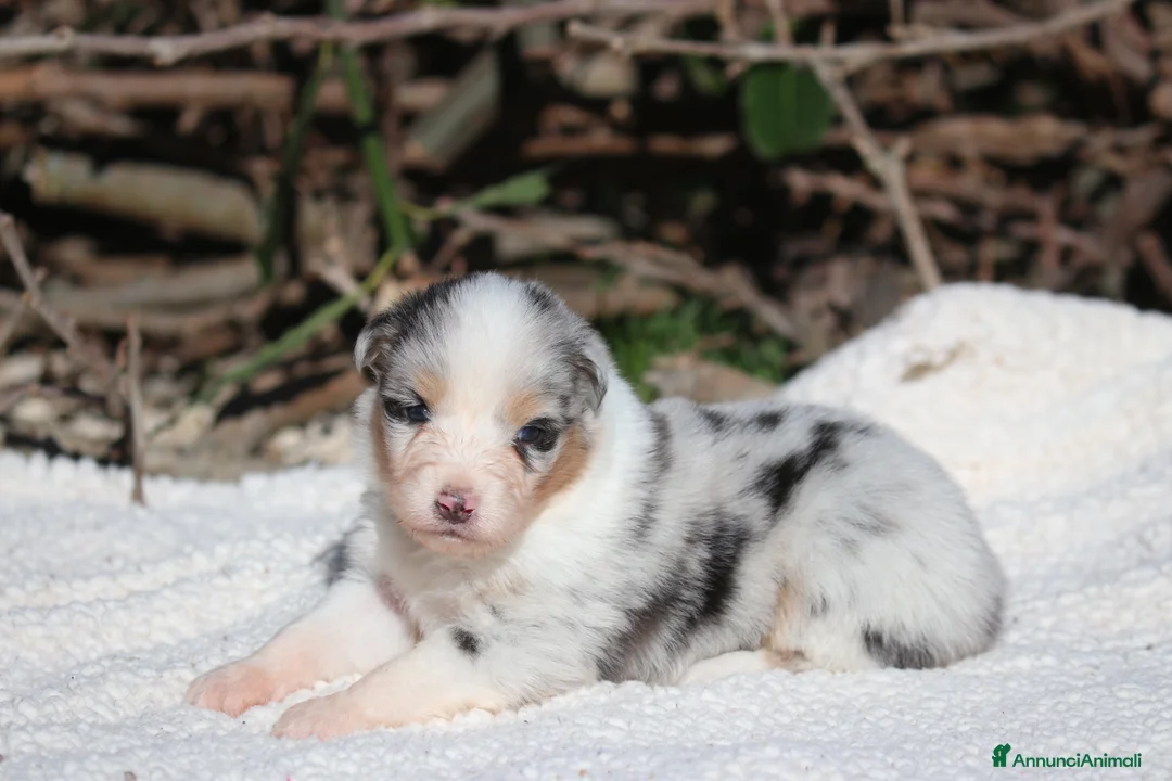 Australian Shepherd cani in vendita: Cuccioli di Pastore Australiano  - Annuncio 11