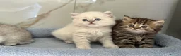 British gatti in vendita: Scottish fold sthrait - Annuncio 4