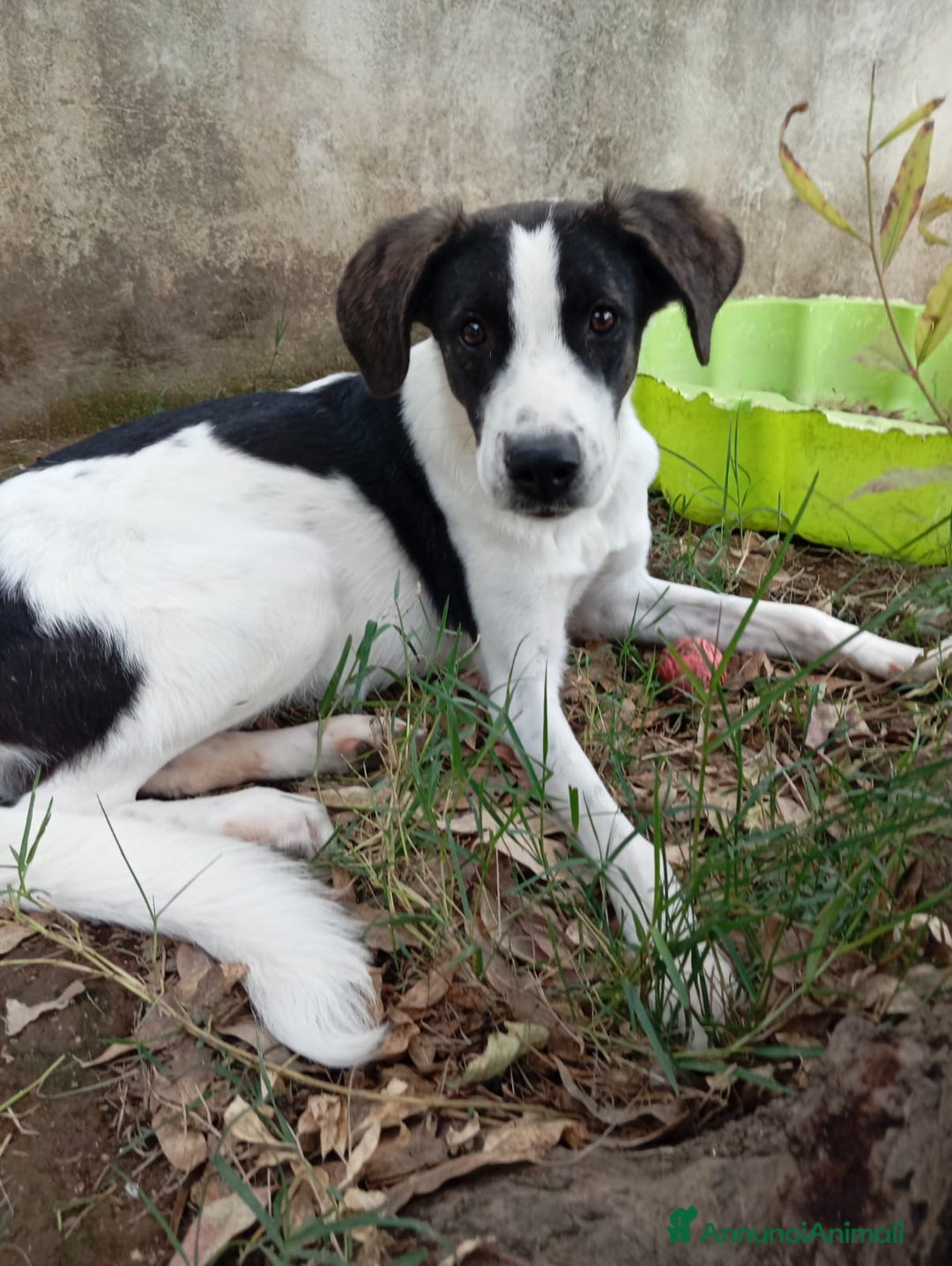 Meticcio cani in regalo: SNOOPY! (25-30KG) - Annuncio 6