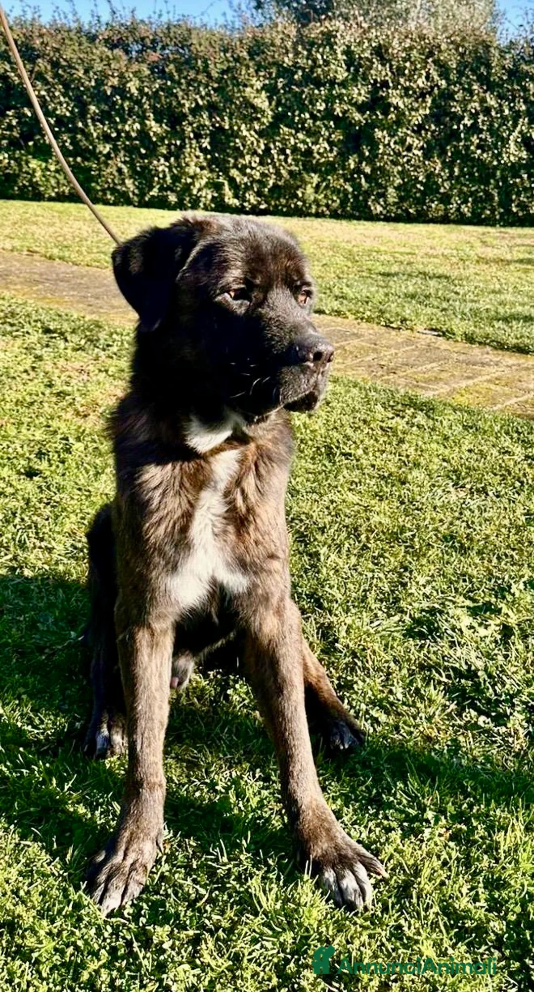 Cane Corso cani in regalo: Cagnolone cerca rivincita  - Annuncio 2