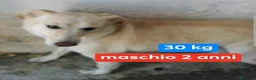 Meticcio cani in regalo: KIM giovane maschio sogna una casa - Annuncio 1