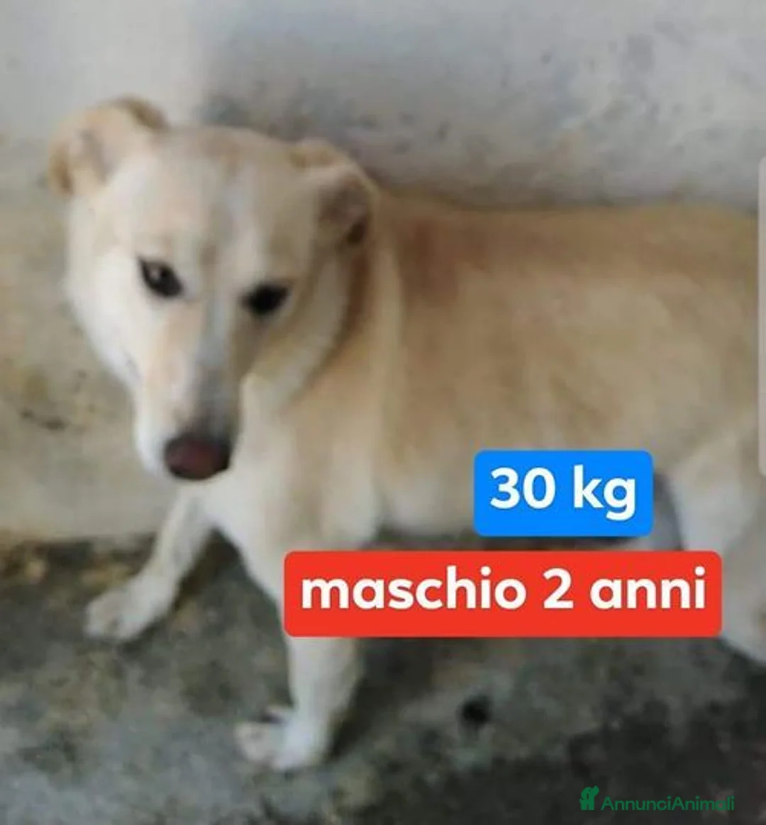 Meticcio cani in regalo: KIM giovane maschio sogna una casa - Annuncio 1