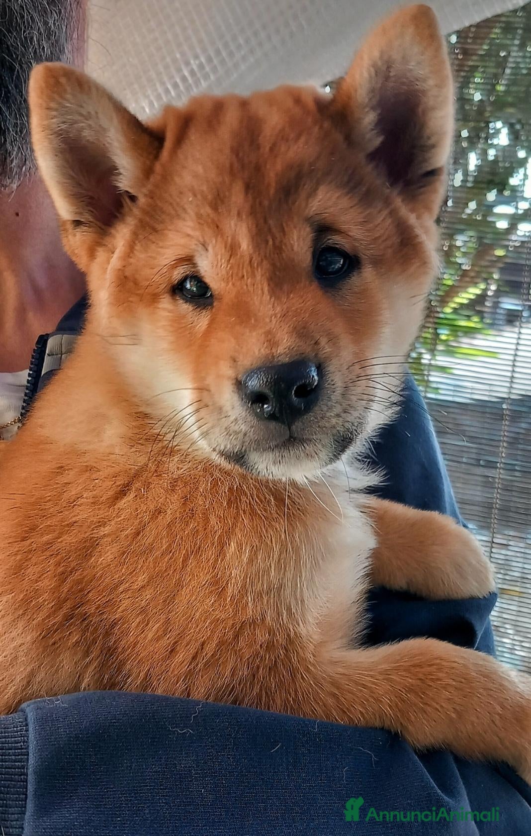 Shiba Inu cani Ultimo cucciolo maschio shiba inu pedigree Enci  - Annuncio 5