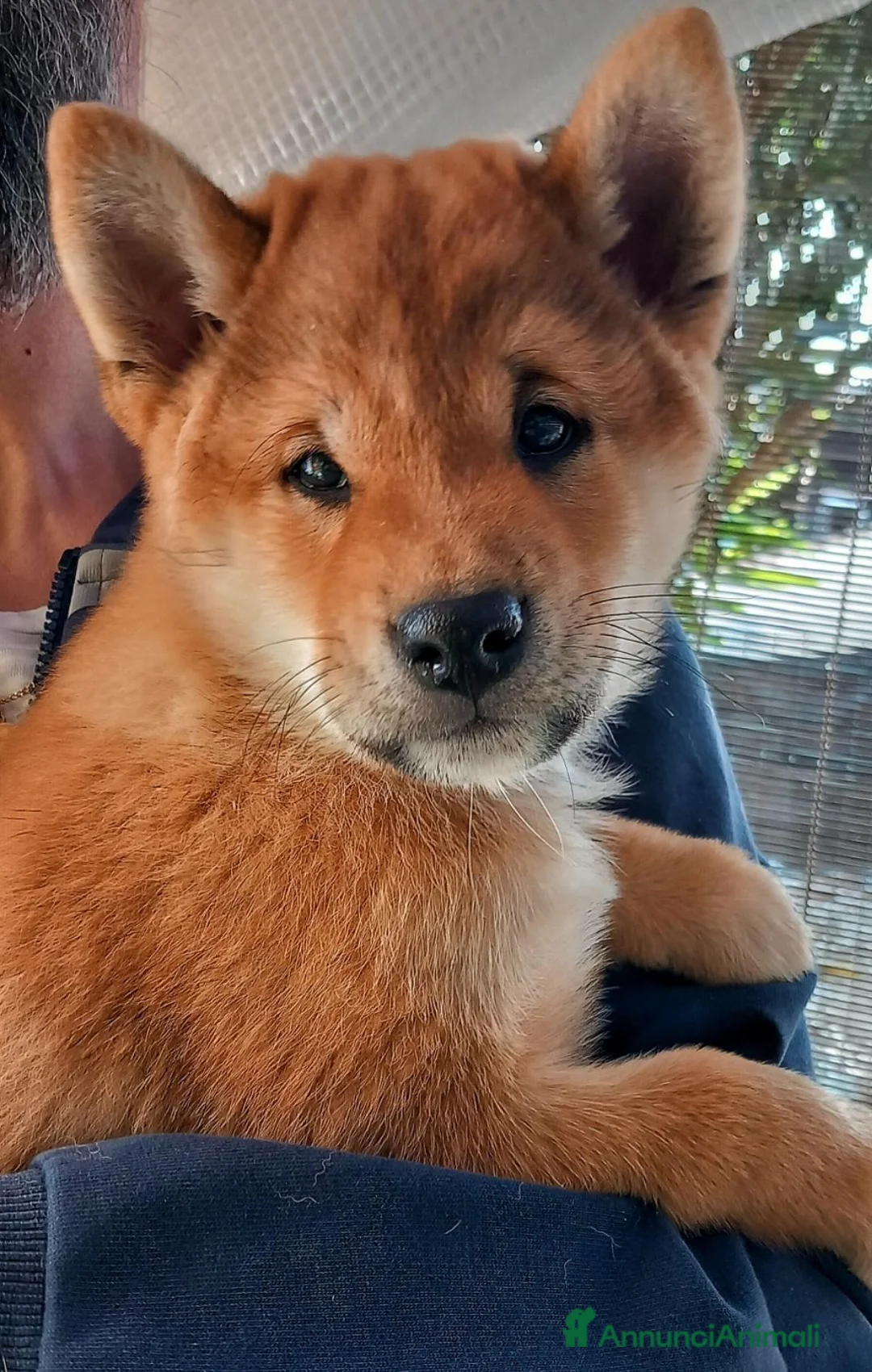 Shiba Inu cani in vendita: Ultimo cucciolo maschio shiba inu pedigree Enci  - Annuncio 1