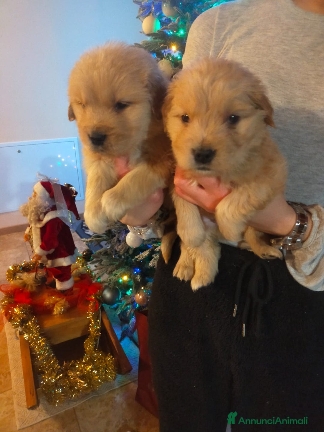 Golden Retriever cani in vendita: Golden americani  - Annuncio 2