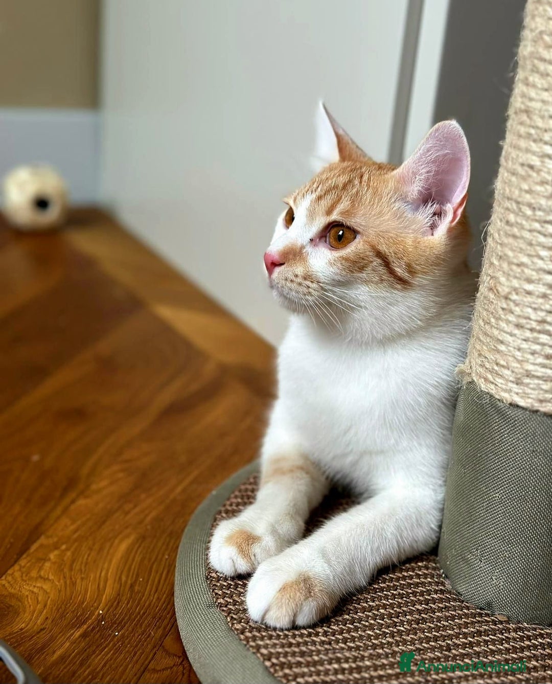 Europeo gatti in regalo: Petra e Miniato dolci rossini  - Annuncio 9