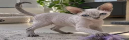 Sphynx gatti in vendita: Femmina don sphynx  - Annuncio 1
