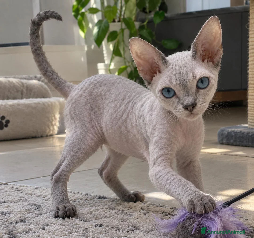 Sphynx gatti in vendita: Femmina don sphynx  - Annuncio 1
