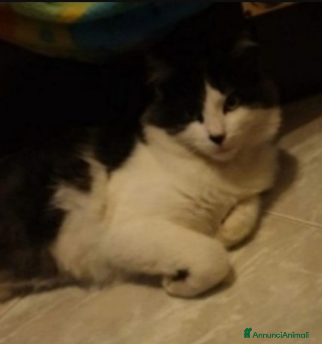 Meticcio gatti in regalo: Black micino nero 5mesi TRIPODE.NAPOLI SOS CASA - Annuncio 2