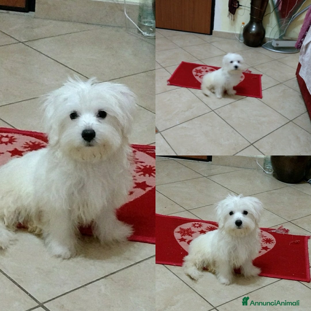 Maltese cani in vendita: DUE CUCCIOLATE DI MALTESI - Annuncio 2