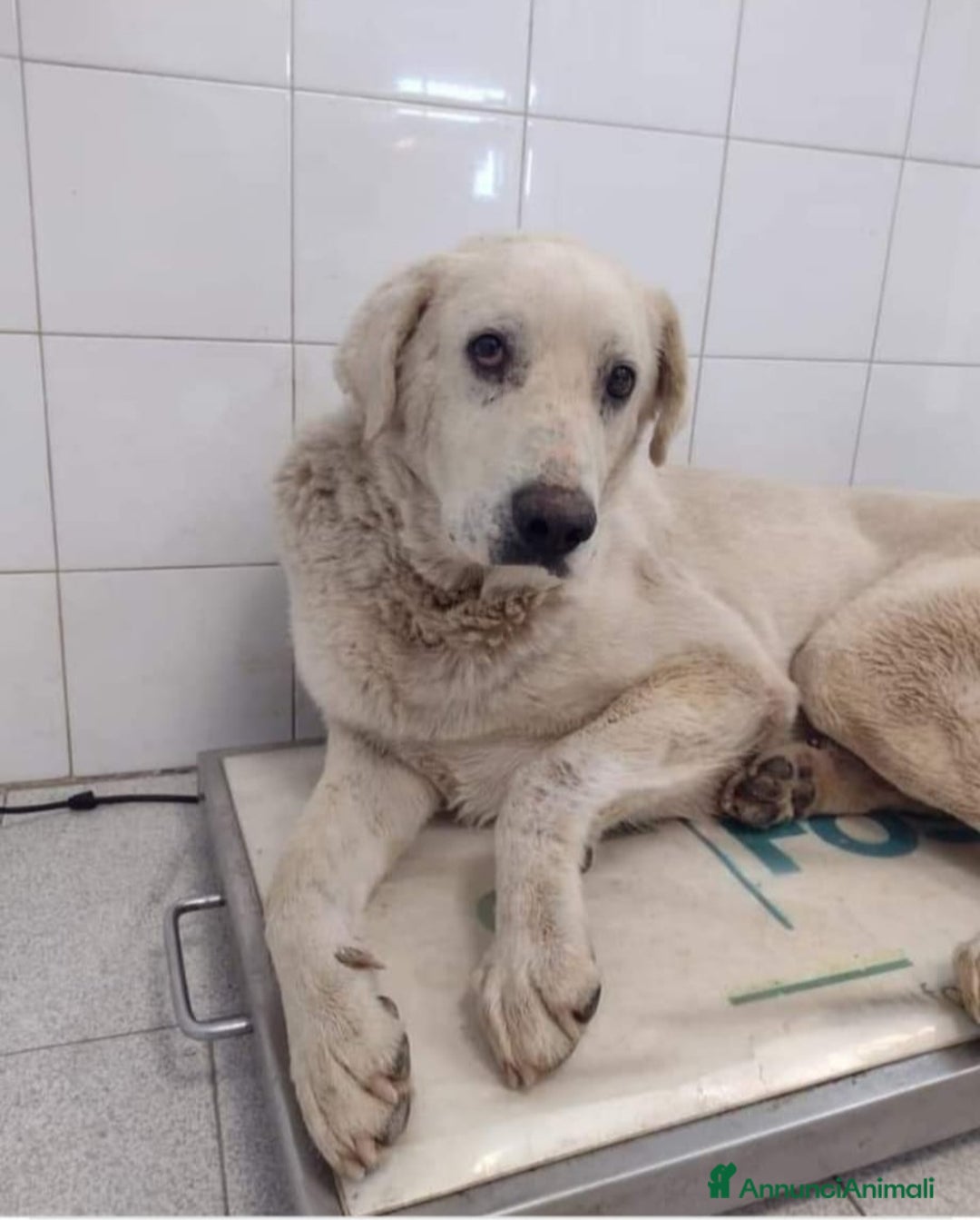 Meticcio cani in regalo: 8anni 1SOLA FOTO X LA SALVEZZA!CALABRIA a Città metropolitana di Milano - Annuncio 1