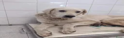 Meticcio cani in regalo: 8anni 1SOLA FOTO X LA SALVEZZA!CALABRIA a Città metropolitana di Milano - Annuncio 1
