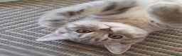 Scottish gatti in vendita: Cuccioli Scottish fold e straight.  - Annuncio 3